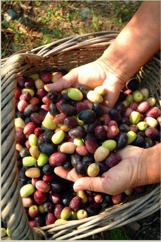 vente huile olives bio aoc