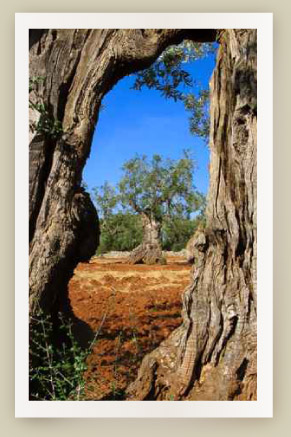 huile olive bio provenant de tunisie